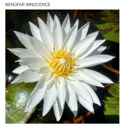 N. INNOCENCE N. INNOCENCE